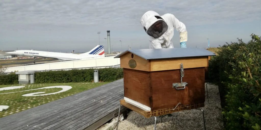 apiterra installation de ruche