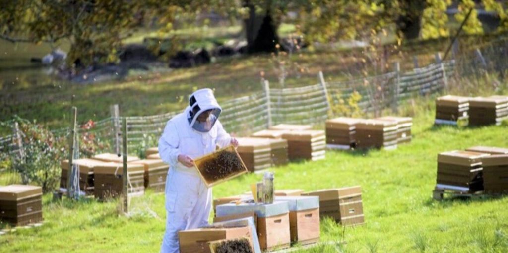 parrainage de ruches